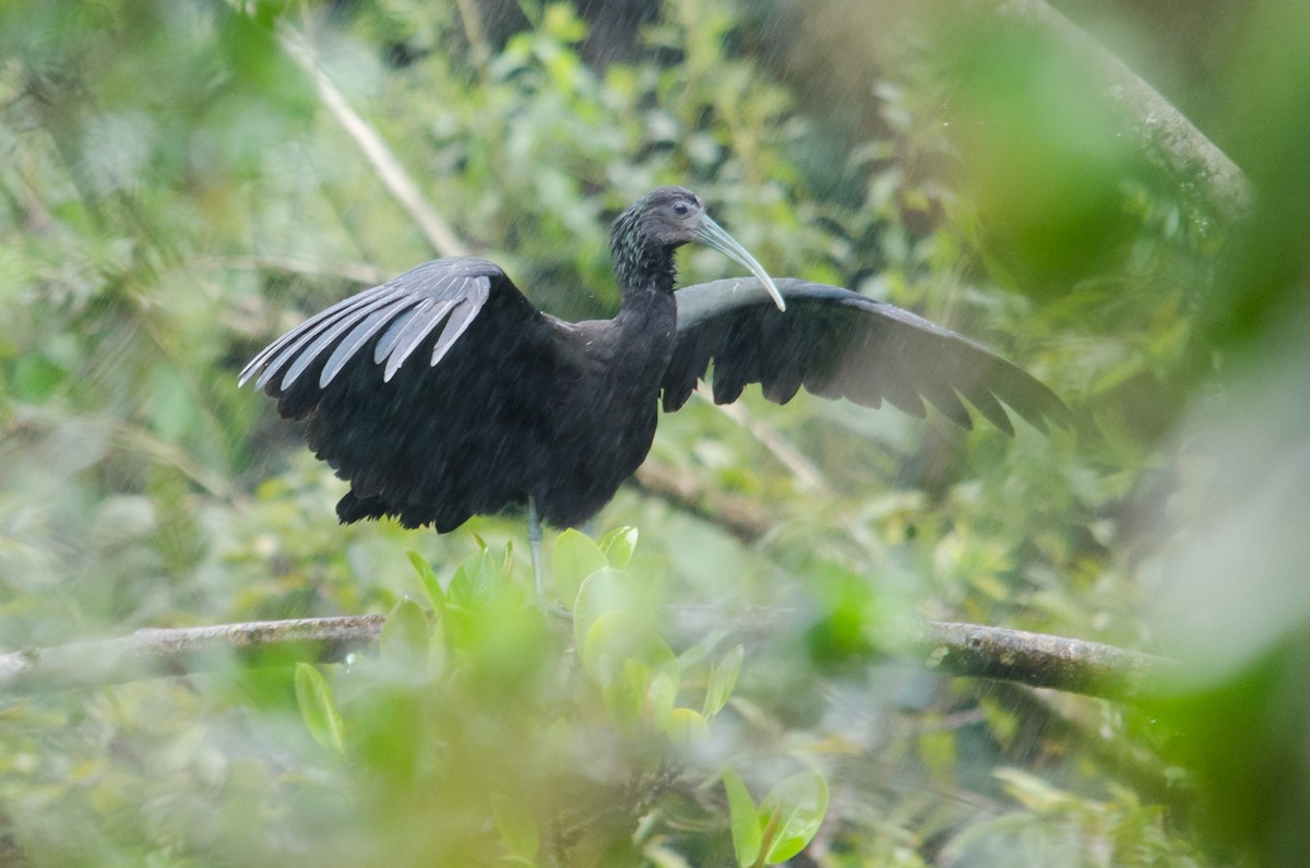 ibis zelený - ML46913661