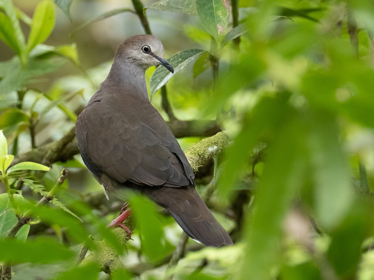 Gray-chested Dove - ML469138691