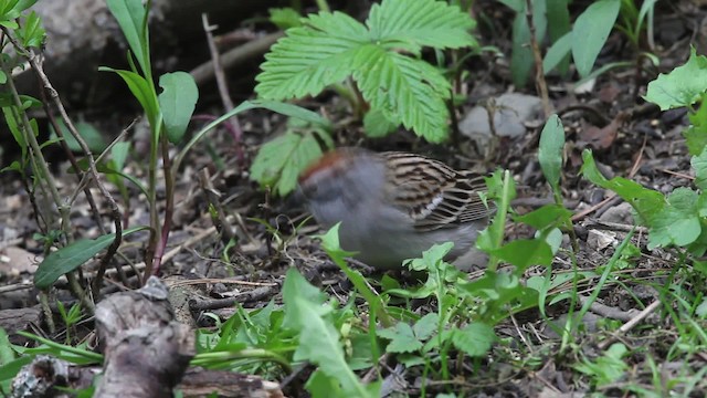 Chipping Sparrow - ML469139