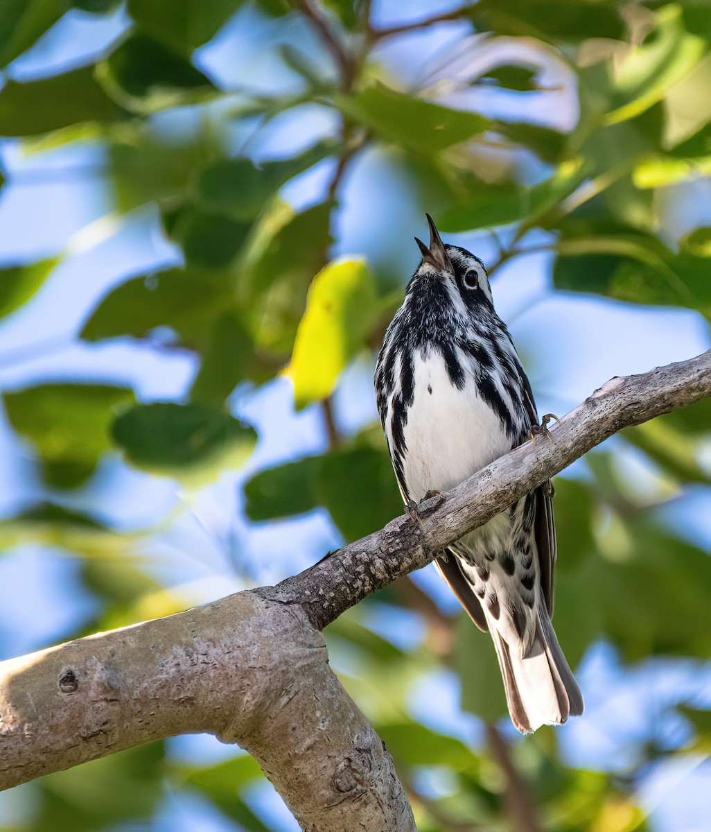 Black-and-white Warbler - ML469139991
