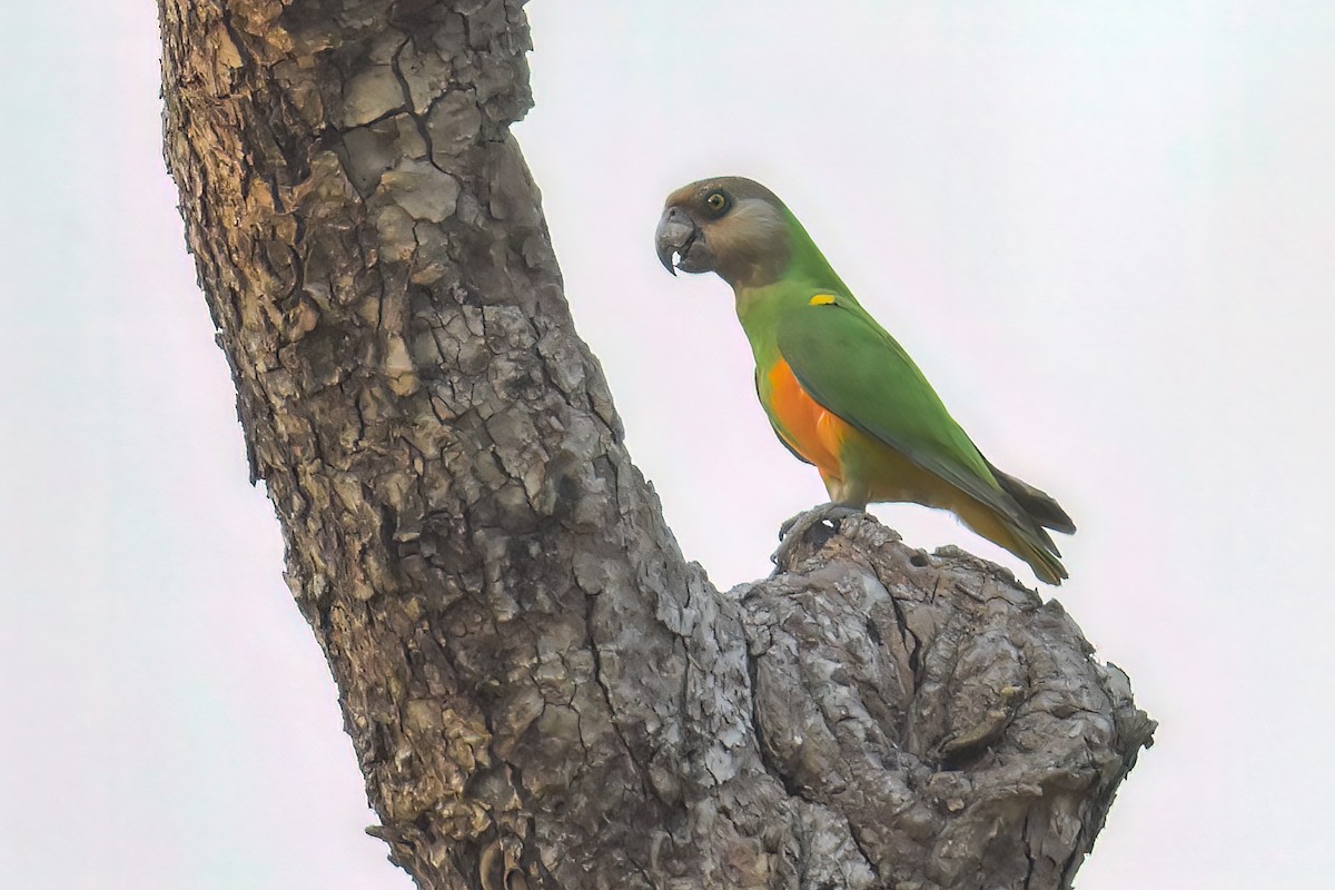 Senegal Parrot - ML469141621
