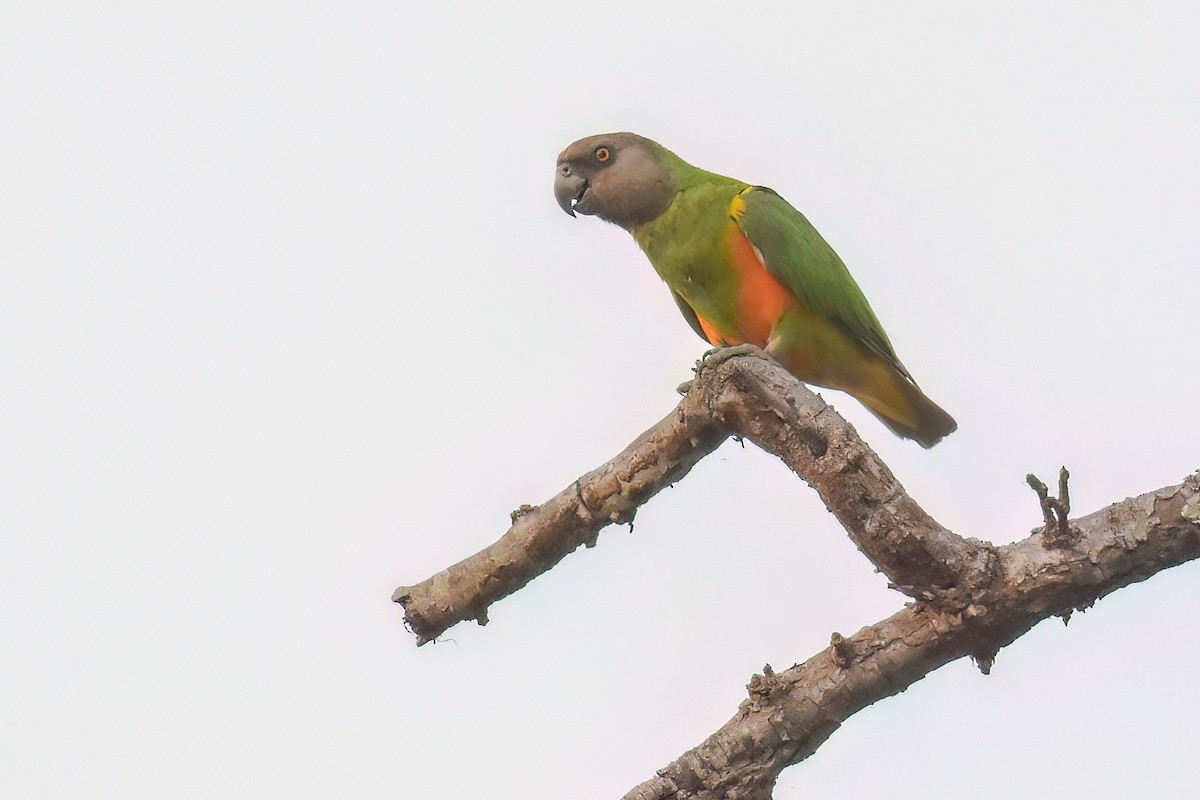 Senegal Parrot - ML469141631