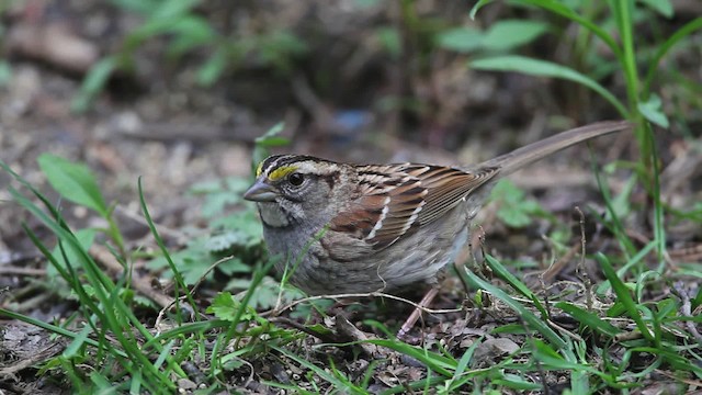 White-throated Sparrow - ML469145