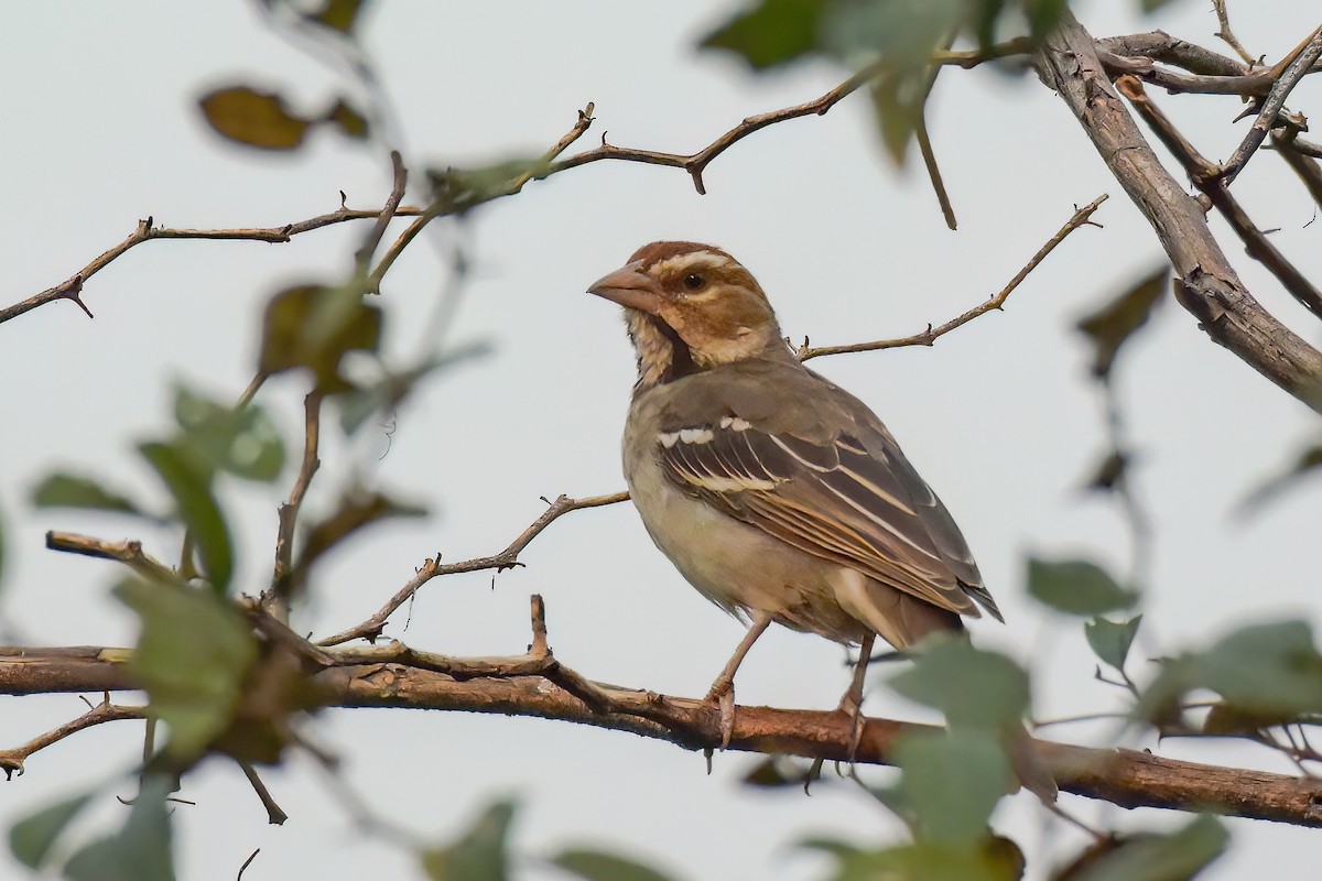 Chestnut-crowned Sparrow-Weaver - ML469145011