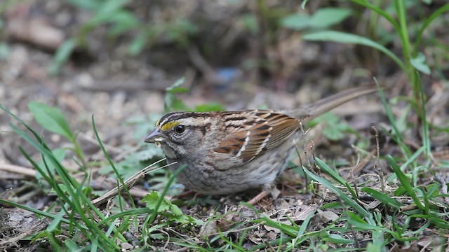 White-throated Sparrow - ML469146