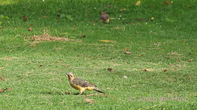 Andean Flicker (Southern) - ML469148121