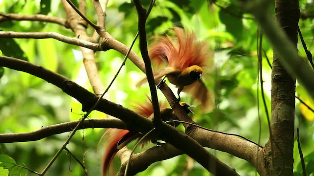 Украшенная райская птица - ML469152