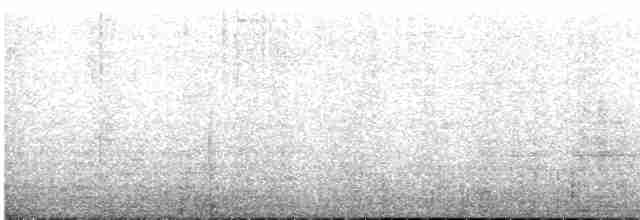 Белокрылая атлапета - ML469157521