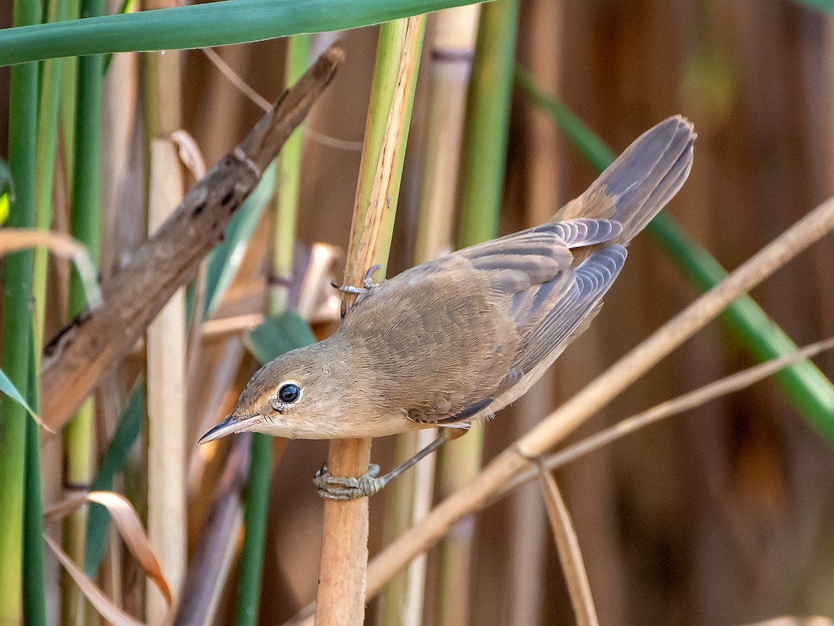 Common Reed Warbler - ML469158621