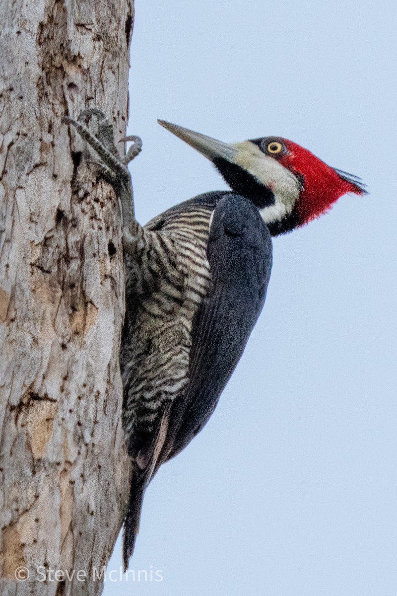 Crimson-crested Woodpecker - ML469165131