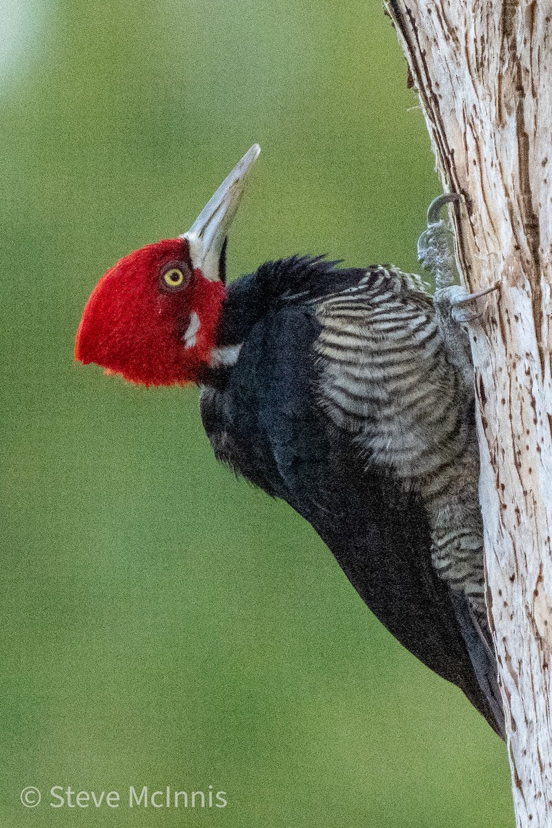 Crimson-crested Woodpecker - ML469165141