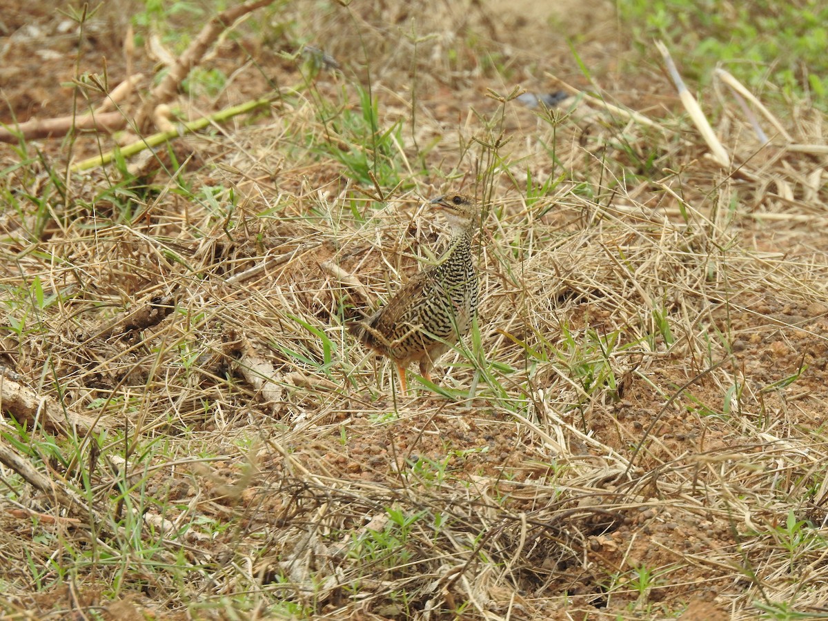 Chinese Francolin - ML469170291
