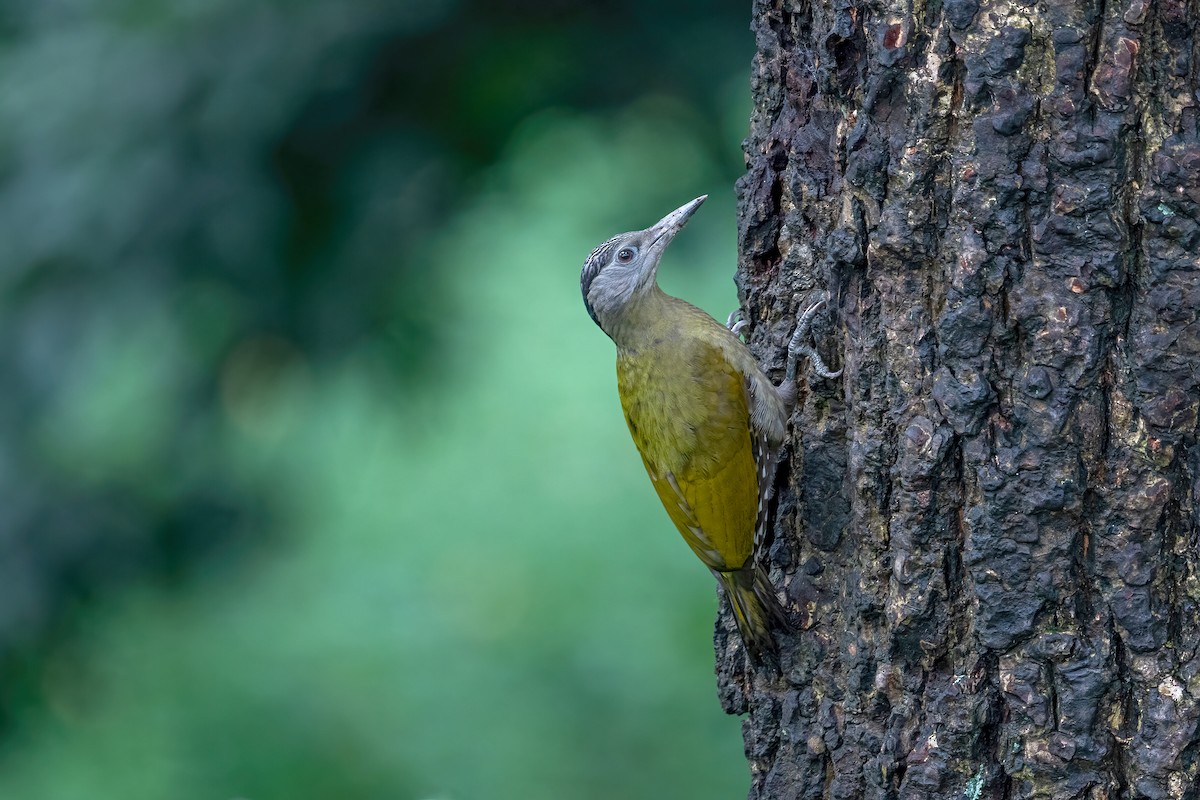Gray-headed Woodpecker - Deepak Budhathoki 🦉