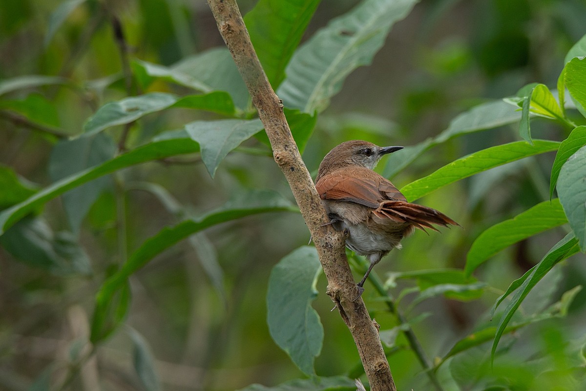 Yellow-chinned Spinetail - LUCIANO BERNARDES