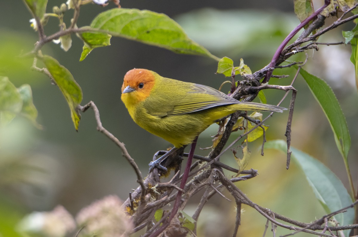 Rust-and-yellow Tanager - ML469186011
