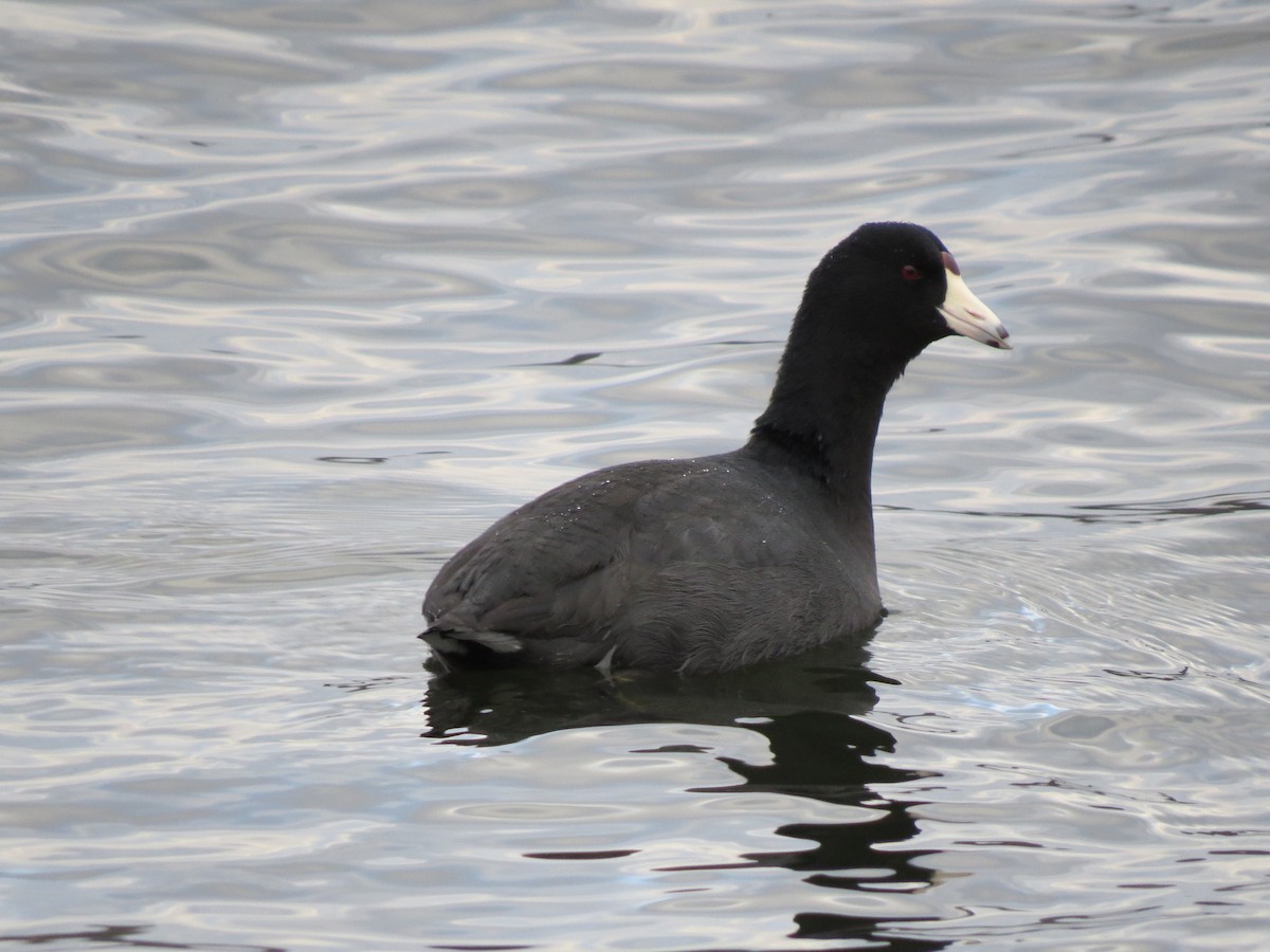 American Coot - Kevin Cronin