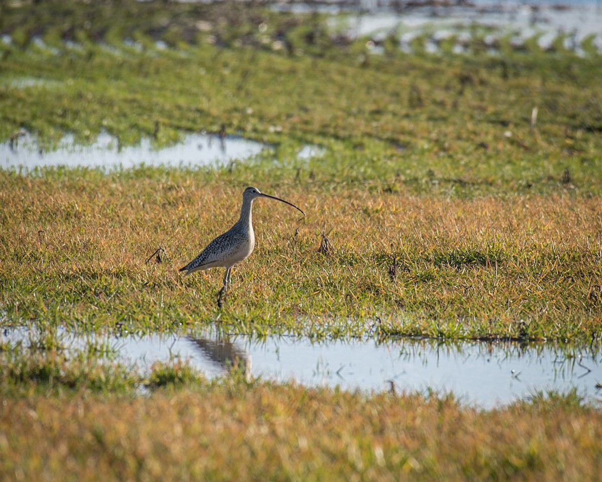 Long-billed Curlew - ML46919251