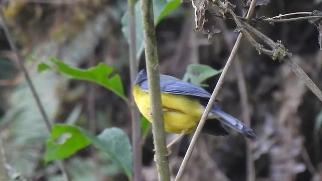 Gray-and-gold Warbler - ML469193241