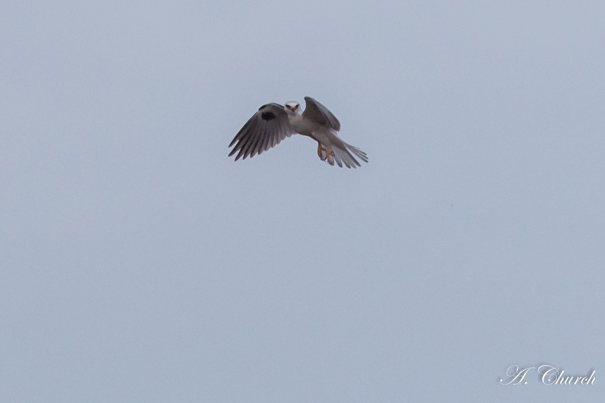White-tailed Kite - ML46919421