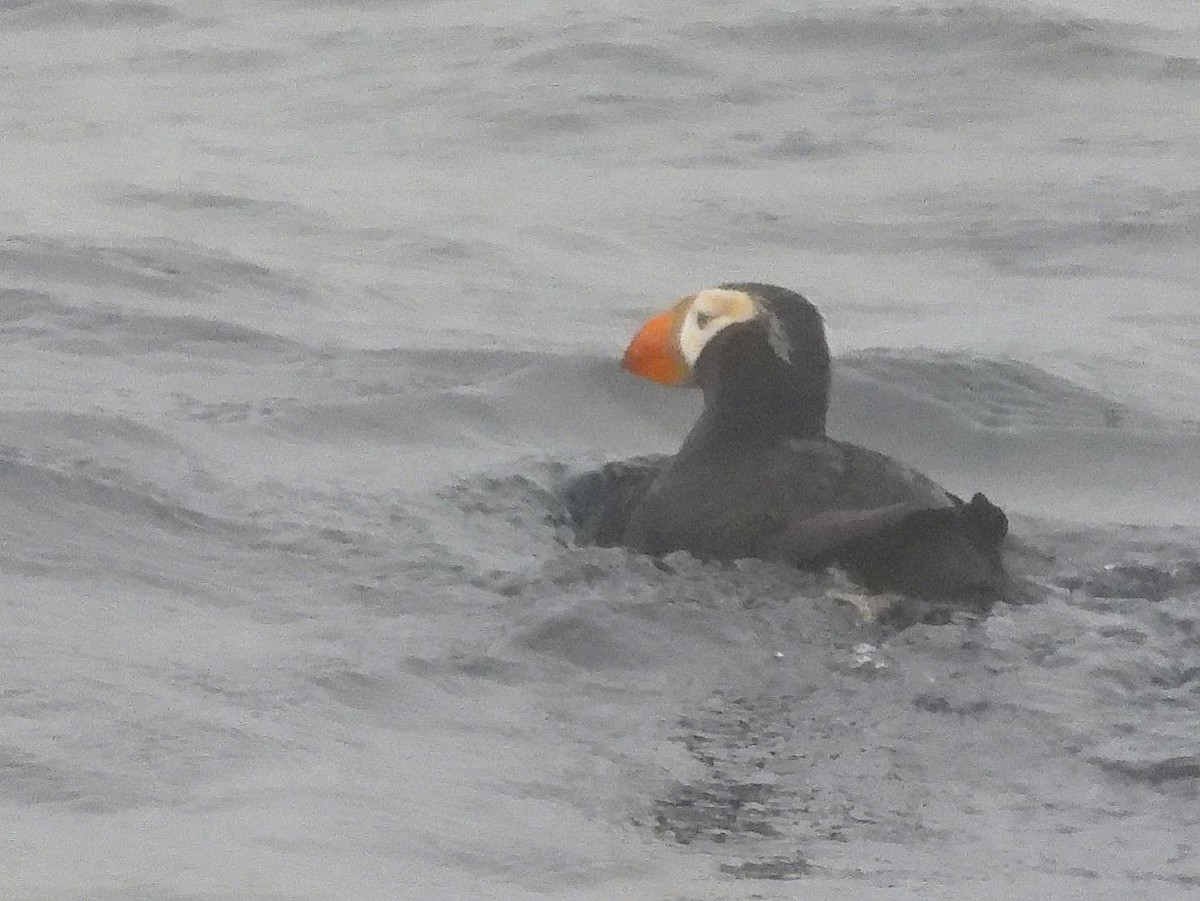 Tufted Puffin - ML469200161