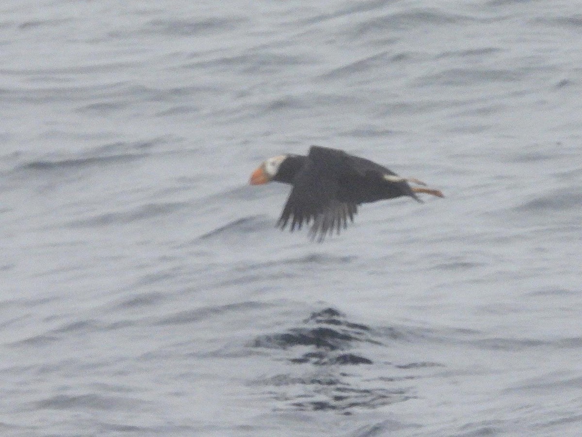 Tufted Puffin - ML469200171