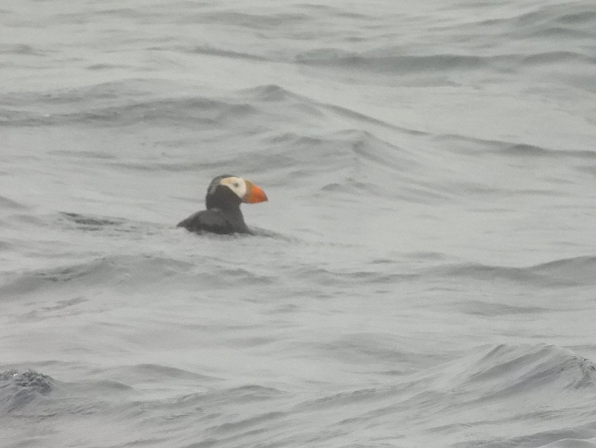 Tufted Puffin - ML469200181