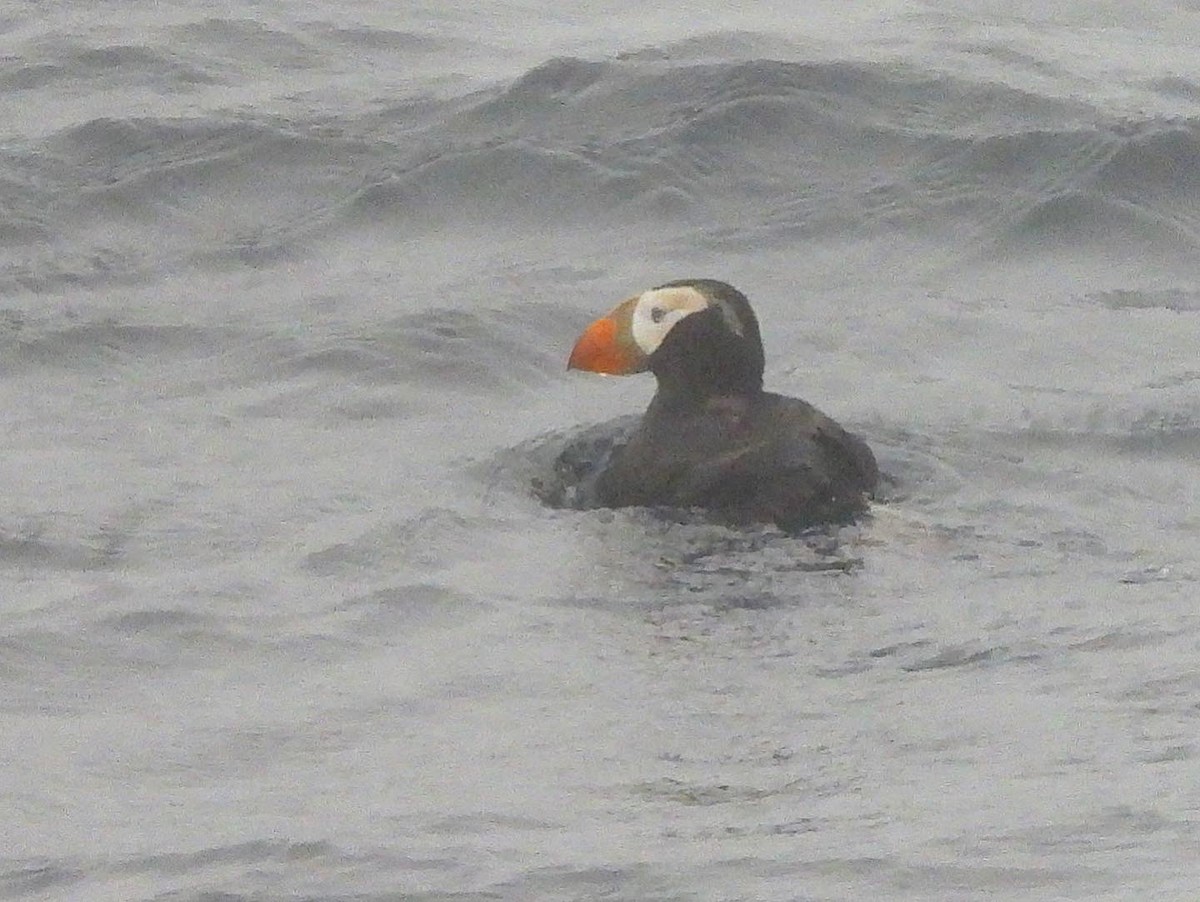 Tufted Puffin - ML469200191