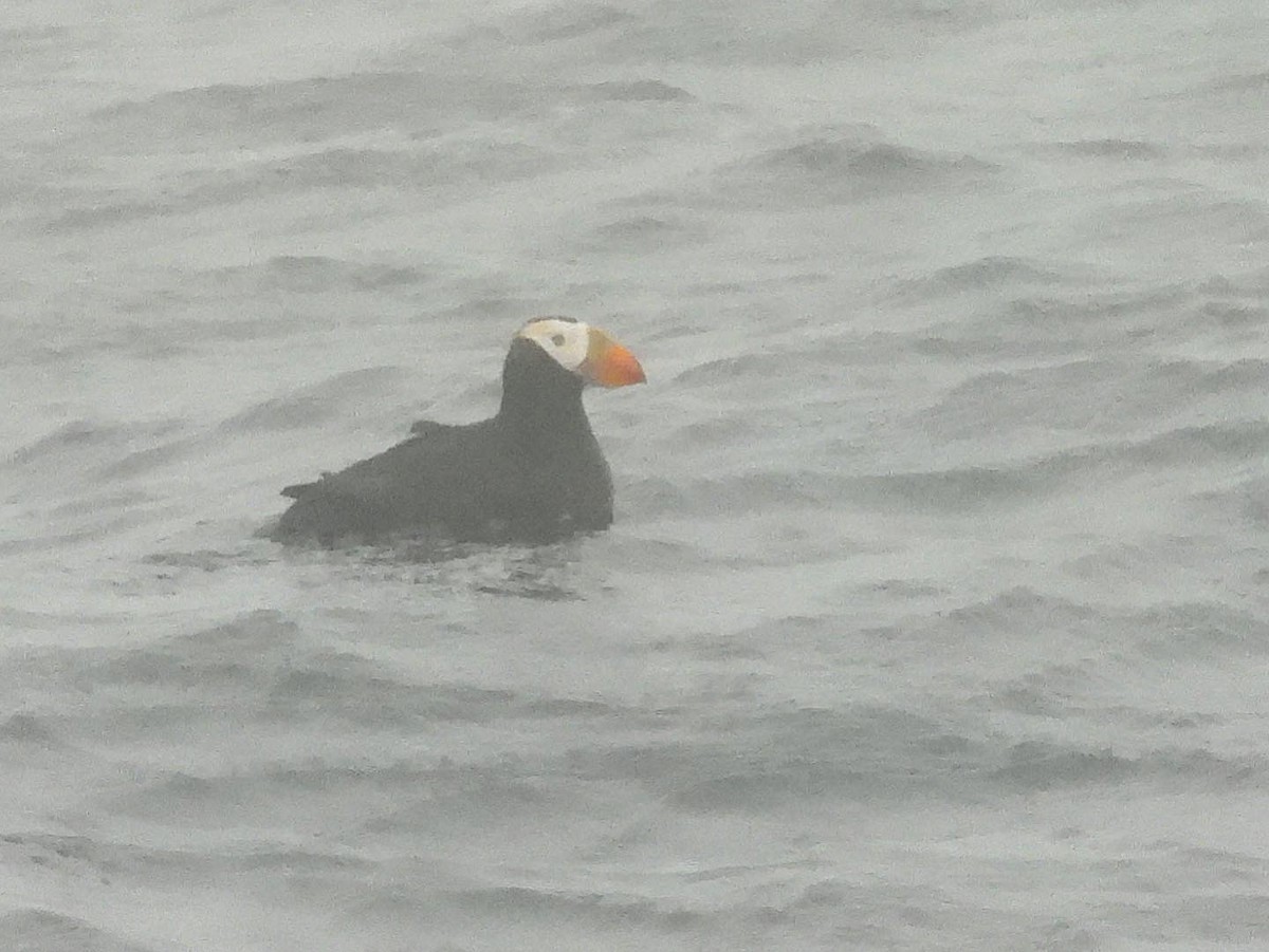 Tufted Puffin - ML469200201