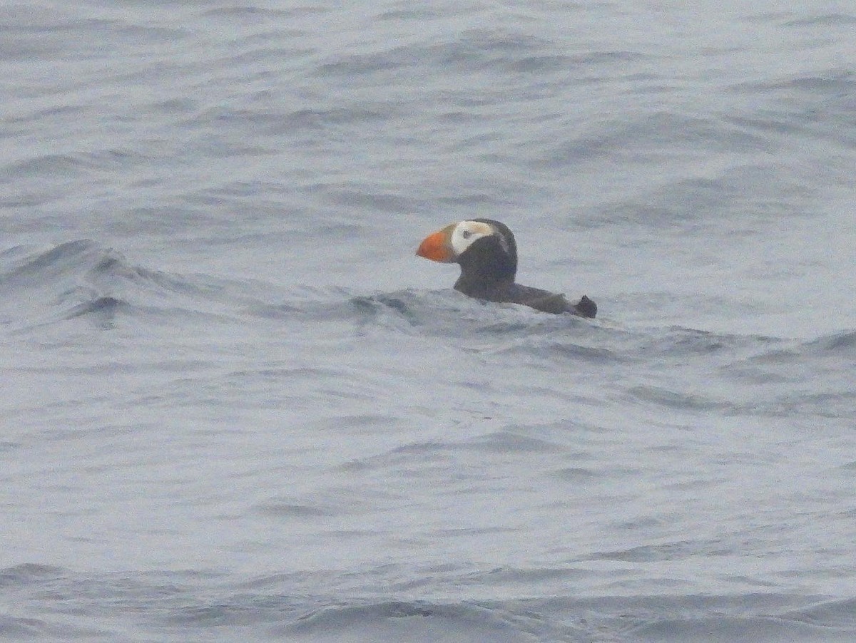 Tufted Puffin - Nick & Jane
