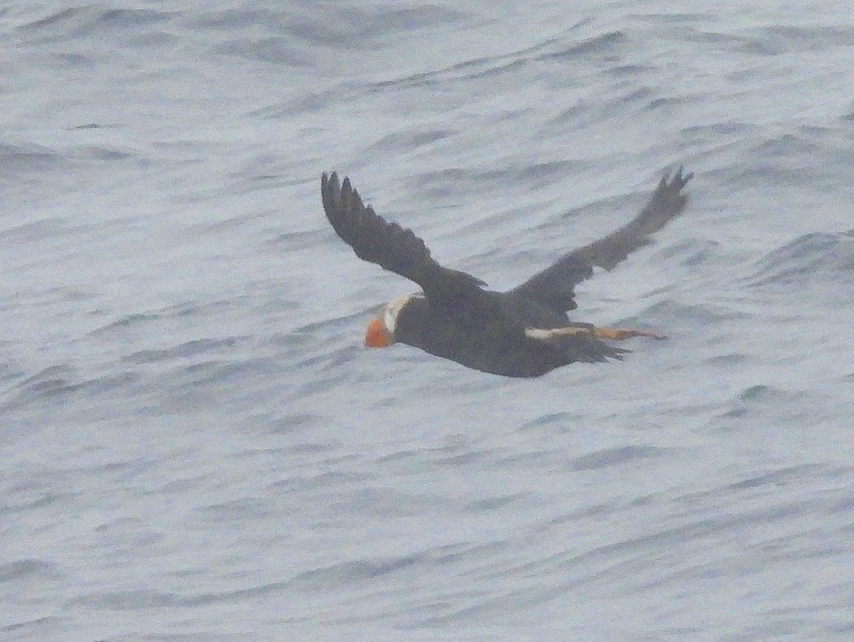 Tufted Puffin - ML469200221