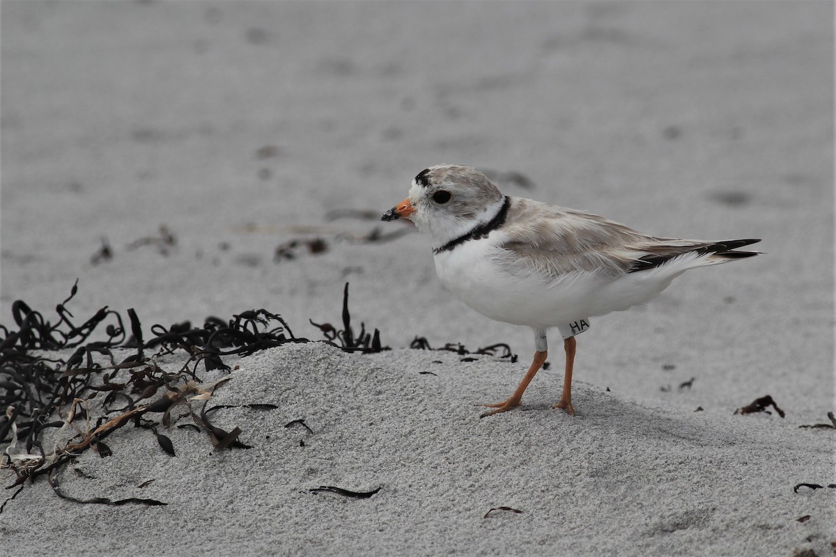 Piping Plover - ML469202621