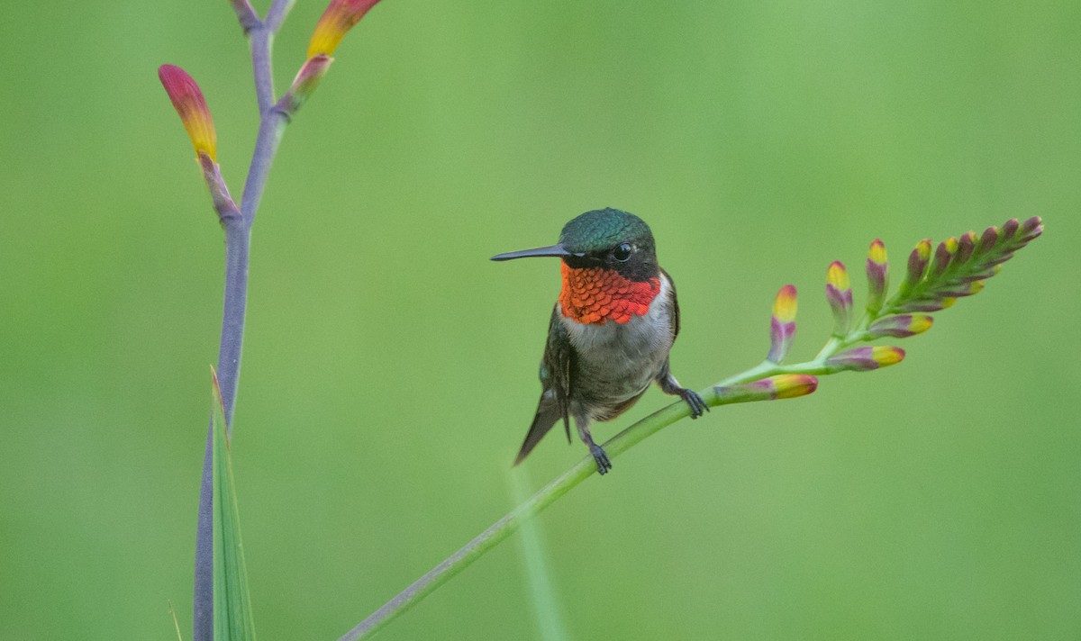 Ruby-throated Hummingbird - Gale VerHague
