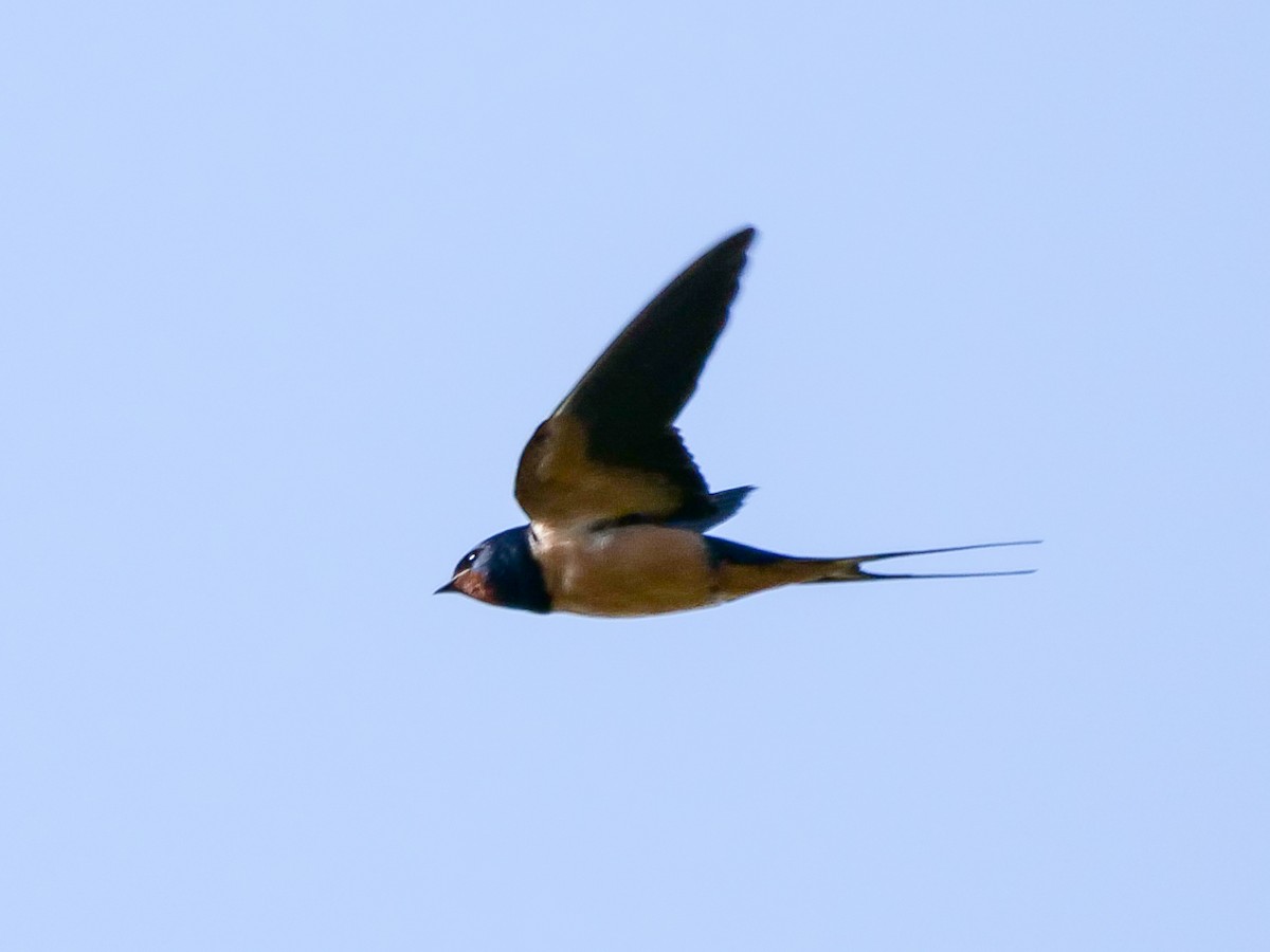 Barn Swallow (Levant) - ML469209861