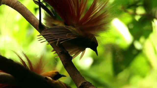 Украшенная райская птица - ML469210