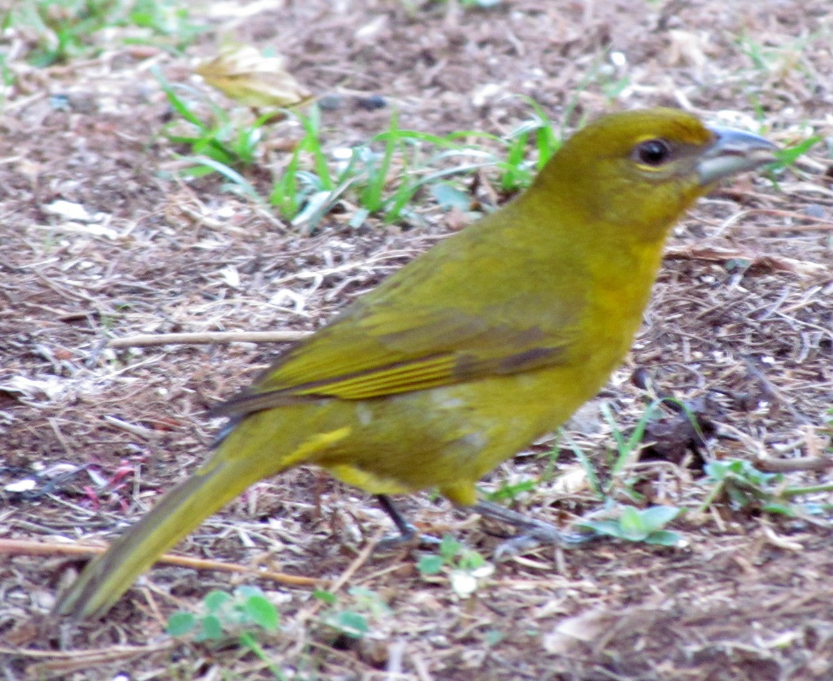 Hepatic Tanager - ML46921181