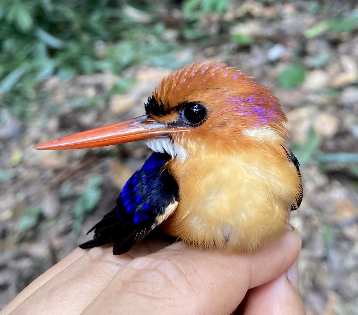 African Dwarf Kingfisher - ML469212801