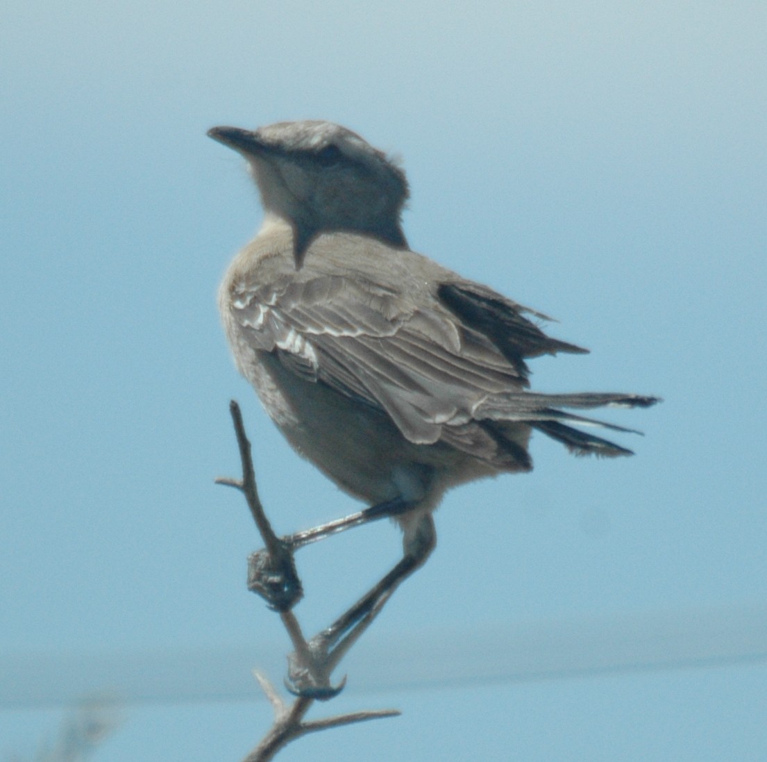 Patagonian Mockingbird - ML469213001