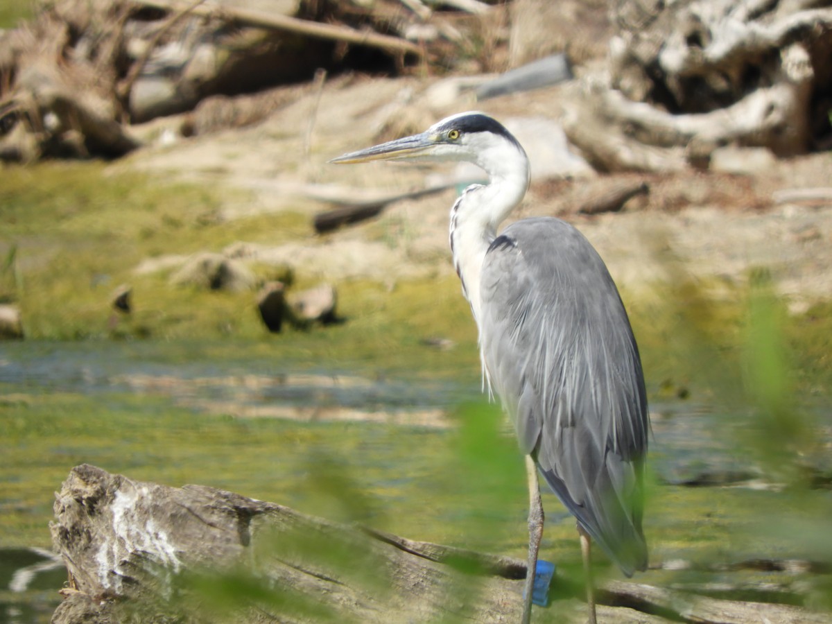 eBird Checklist - 22 Jul 2022 - Labudovo Okno NR--Stara Palanka - 23 ...