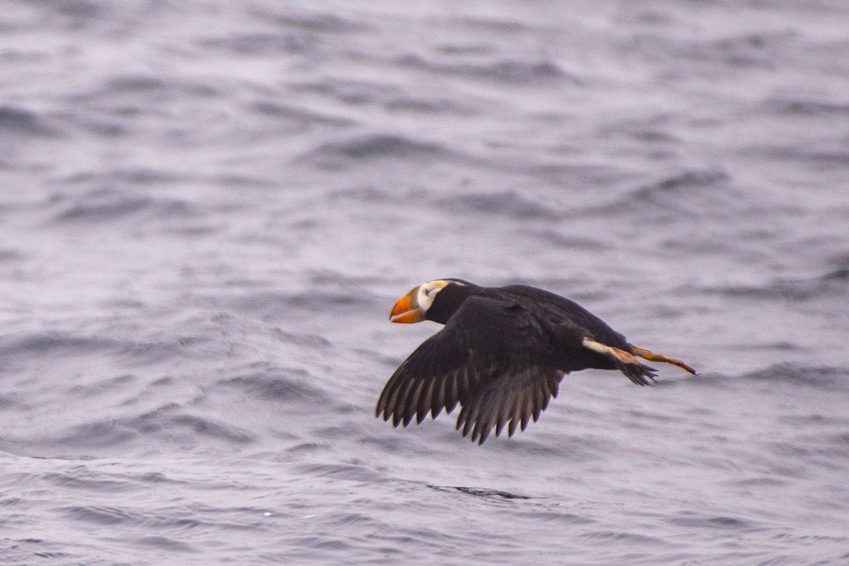 Tufted Puffin - ML469221961