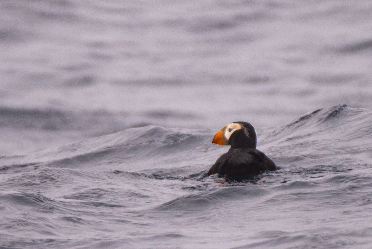 Tufted Puffin - ML469221981