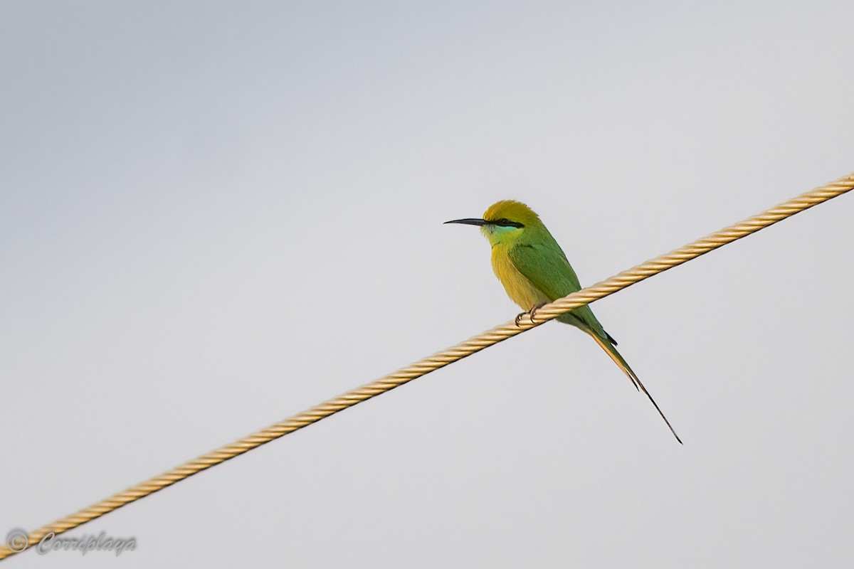 Asian Green Bee-eater - ML469222631