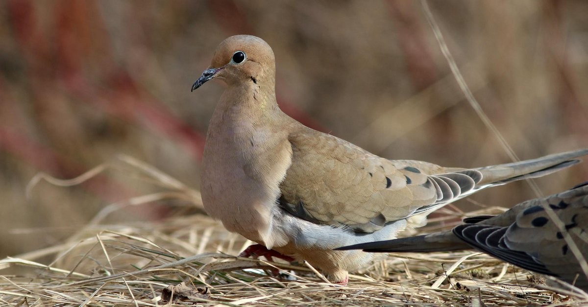 Mourning Dove - Yves Gauthier (Mtl)