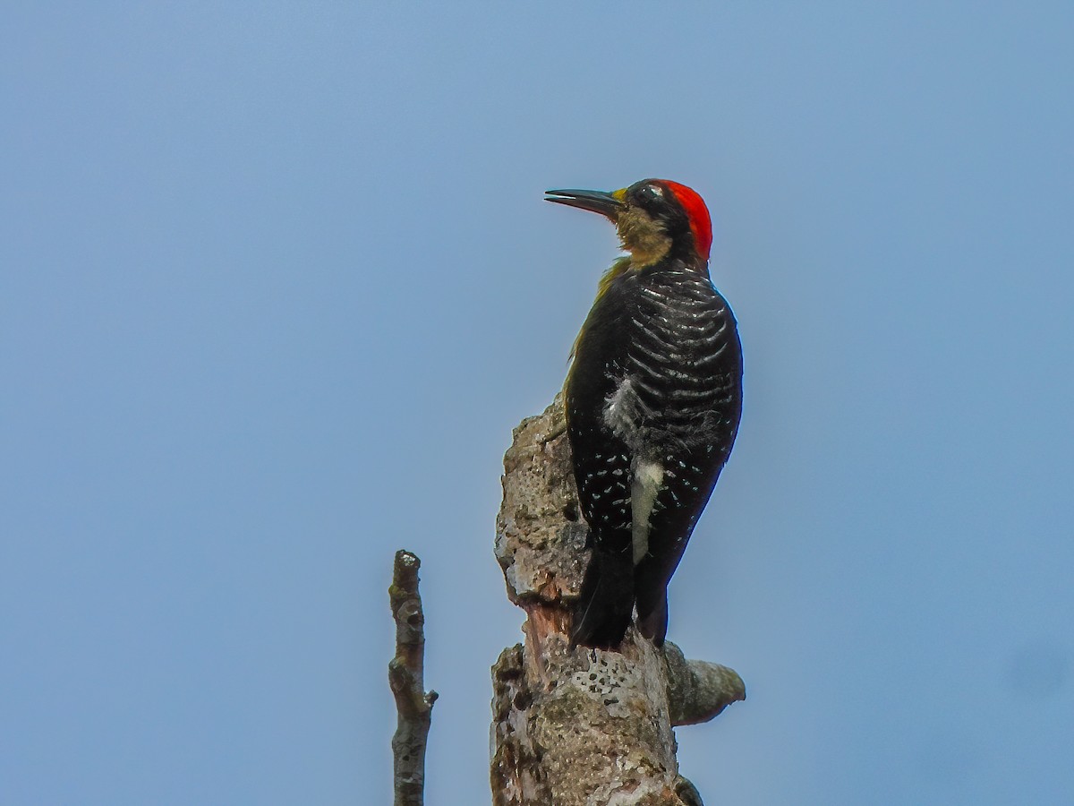 Black-cheeked Woodpecker - ML469224081