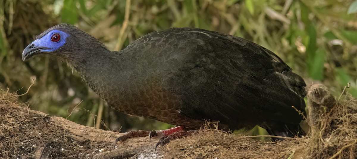 Sickle-winged Guan - ML469228501