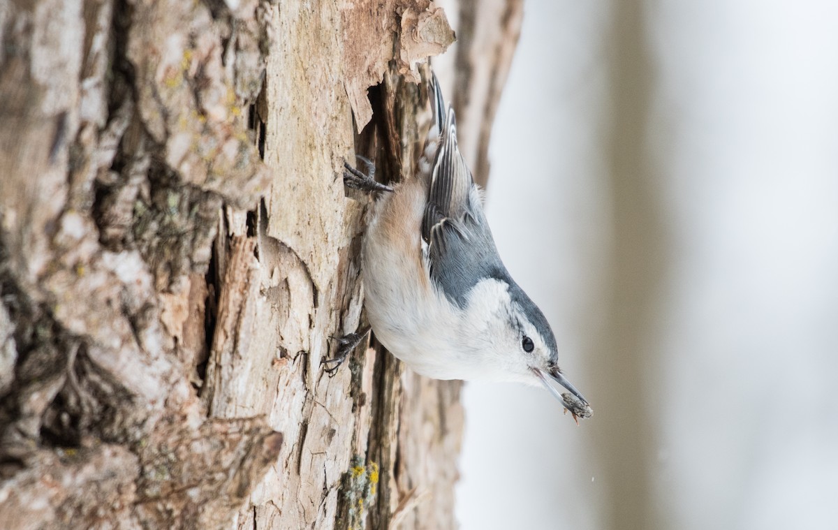 White-breasted Nuthatch - ML46923471