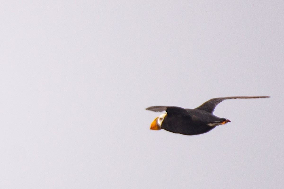 Tufted Puffin - ML469234891