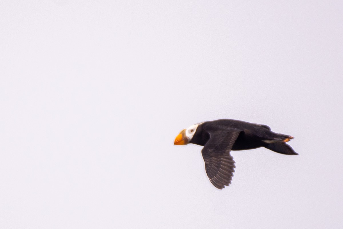 Tufted Puffin - ML469234921