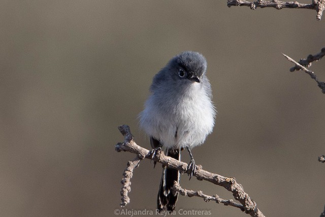 Black-tailed Gnatcatcher - eBird