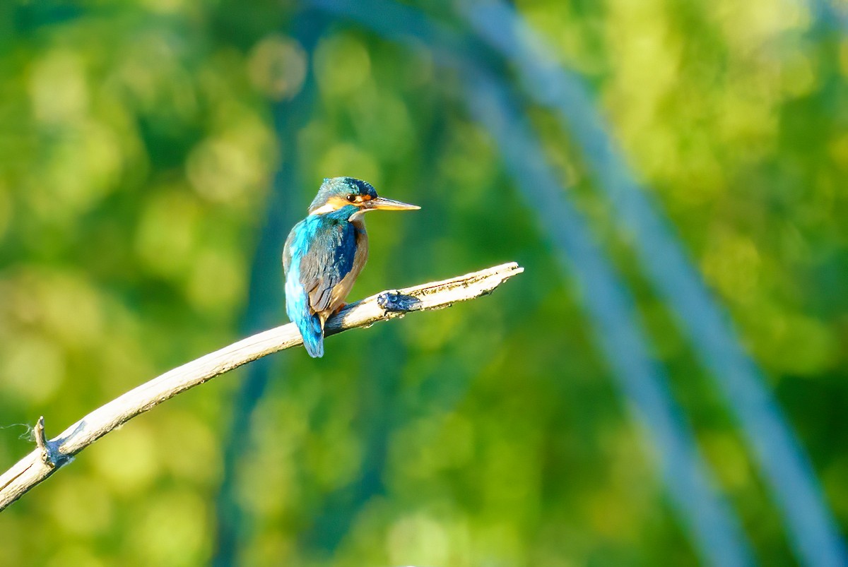 Common Kingfisher - Zhen Li