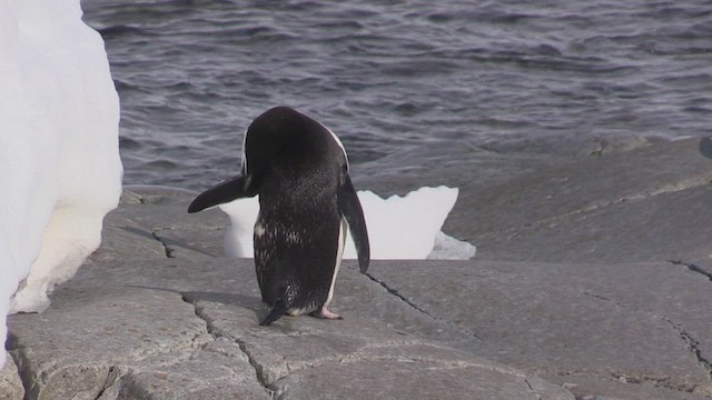 Pingüino Barbijo - ML469246381